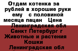 Отдам котенка за 350 рублей,в хорошие руки,ему 2 с половиной месяца,пацан › Цена ­ 350 - Ленинградская обл., Санкт-Петербург г. Животные и растения » Кошки   . Ленинградская обл.,Санкт-Петербург г.